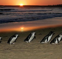 Phillip Island Penguin Parade Day Trip with Koala Park - Attractions Melbourne
