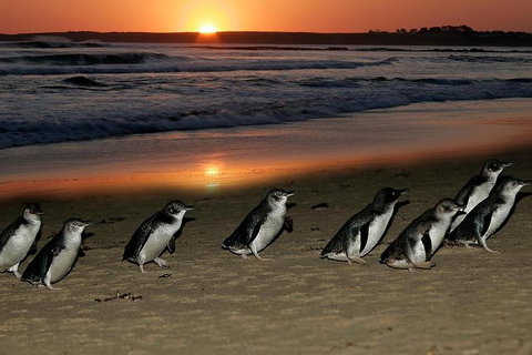 Phillip Island Penguin Parade Day Trip With Koala Park - Attractions Melbourne 0