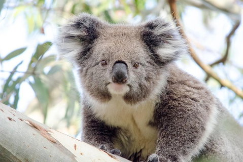 Phillip Island Penguin Parade Day Trip With Koala Park - Attractions Melbourne 14