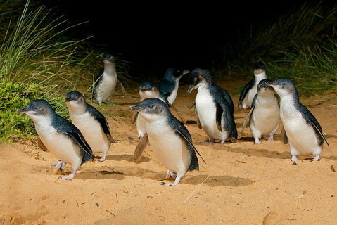 Phillip Island Penguin Parade Day Trip With Koala Park - Attractions Melbourne 7