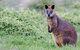 Phillip Island Penguin Parade Day Trip With Koala Park - thumb 17