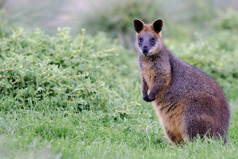 Phillip Island Penguin Parade Day Trip With Koala Park - Attractions Melbourne 17