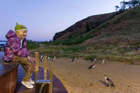 Phillip Island Penguin Parade Day Trip With Koala Park - Attractions Melbourne 6