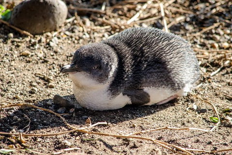 Phillip Island Penguin Parade Day Trip With Koala Park - Attractions Melbourne 10