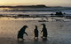 Phillip Island Penguin Parade Day Trip With Koala Park - thumb 4