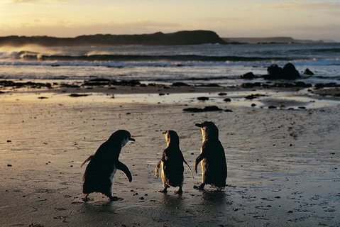 Phillip Island Penguin Parade Day Trip With Koala Park - Attractions Melbourne 4