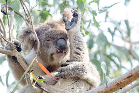 Phillip Island Penguin Parade Day Trip With Koala Park - Attractions Melbourne 8