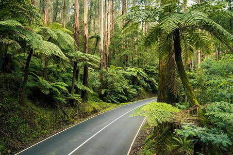 Melbourne Snow Trip To Lake Mountain Resort With Chocolates And Waterfalls - Attractions Melbourne 17