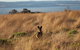 Private Great Ocean Road - The Ultimate Aussie Adventure - thumb 1