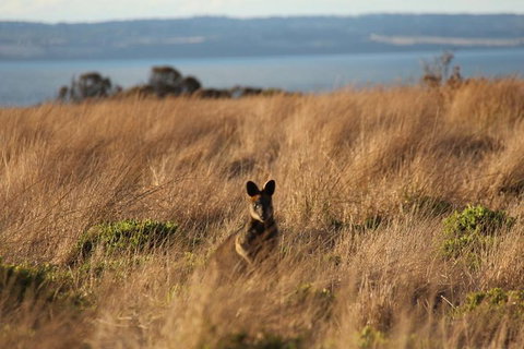 Private Great Ocean Road - The Ultimate Aussie Adventure - Attractions Melbourne 1