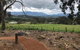 Small Public Yarra Valley Scenic Tour Inc 2 Course Lunch, Wine, Cheese - thumb 1