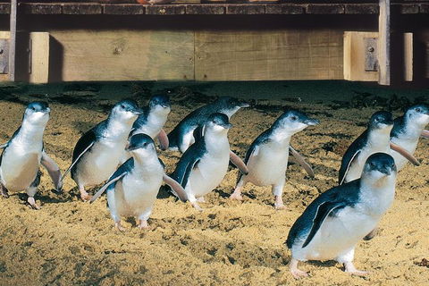 Half Day Phillip Island Penguin Parade PLUS Tour - Attractions Melbourne 0