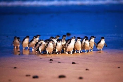 Half Day Phillip Island Penguin Parade PLUS Tour - Attractions Melbourne 1