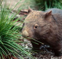 Private Nocturnal Wildlife Tour from Melbourne - Attractions Melbourne
