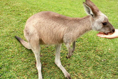 2 Day Exclusively Private Tour Of Phillip Island & The Penguin Parade - Attractions Melbourne 0