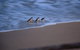 2-Day Great Ocean Road, Mornington Peninsula And Phillip Island Tour - thumb 3