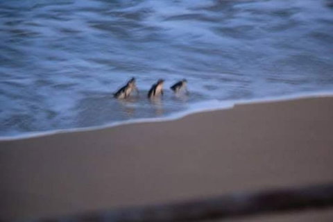 2-Day Great Ocean Road, Mornington Peninsula And Phillip Island Tour - Attractions Melbourne 3