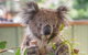 2-Day Great Ocean Road, Mornington Peninsula And Phillip Island Tour - thumb 20