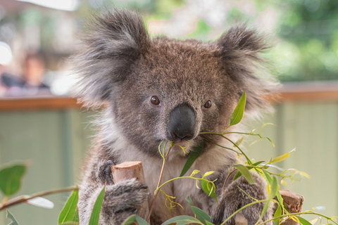 2-Day Great Ocean Road, Mornington Peninsula And Phillip Island Tour - Attractions Melbourne 20