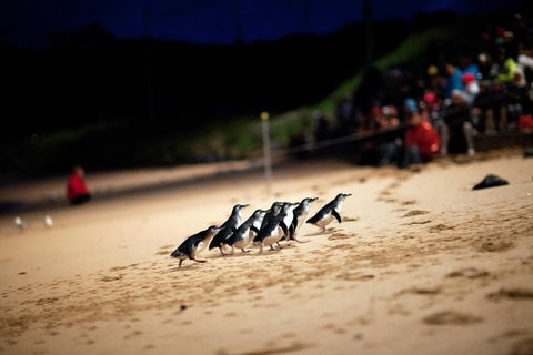 2-Day Great Ocean Road, Mornington Peninsula And Phillip Island Tour - Attractions Melbourne 17
