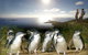 2-Day Phillip Island And Wilsons Promontory Tour From Melbourne - thumb 3