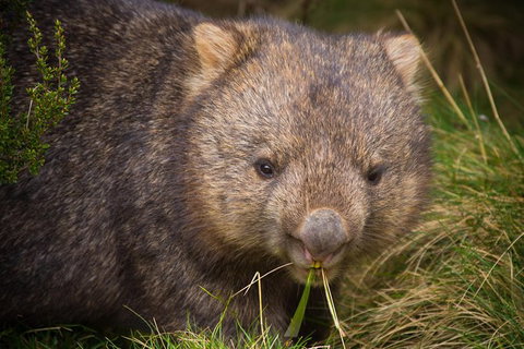 2-Day Phillip Island And Wilsons Promontory Tour From Melbourne - Attractions Melbourne 6