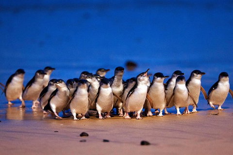 2-Day Phillip Island And Wilsons Promontory Tour From Melbourne - Attractions Melbourne 7
