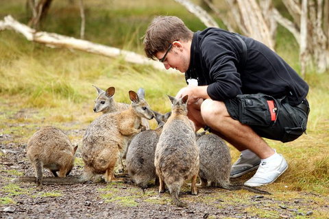 2-Day Phillip Island And Wilsons Promontory Tour From Melbourne - Attractions Melbourne 8