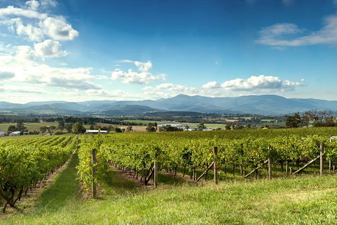 Yarra Valley Icons Guns Tour From Melbourne Including Lunch And Local Guide - Attractions Melbourne 1