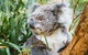 Mornington Peninsula Family Fun Tour - thumb 0