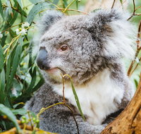 Mornington Peninsula Family Fun Tour