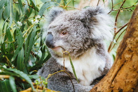 Mornington Peninsula Family Fun Tour - Attractions Melbourne 0
