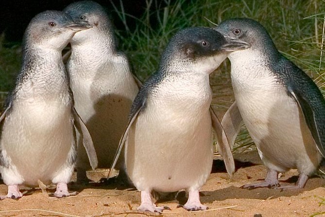 Private Phillip Island Penguin Tour with personal tour guide Melbourne