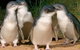 Private Phillip Island Penguin Tour With Personal Tour Guide - thumb 0