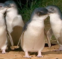 Private Phillip Island Penguin Tour with personal tour guide - Attractions Melbourne