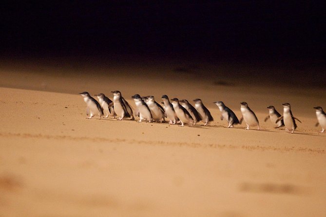Melbourne Sightseeing Tour with Phillip Island Penguins and Great Ocean Road Melbourne