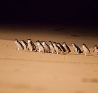 Melbourne Sightseeing Tour with Phillip Island Penguins and Great Ocean Road - Attractions Melbourne