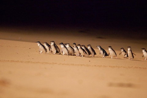 Melbourne Sightseeing Tour With Phillip Island Penguins And Great Ocean Road - Attractions Melbourne 0
