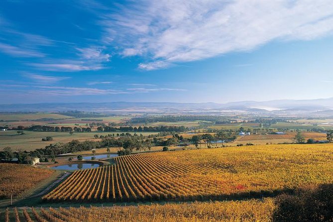 Half Day Yarra Valley Winery Day Trip from Melbourne Melbourne