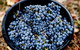 Melbourne City Tour And Half Day Yarra Valley In One Day - thumb 2