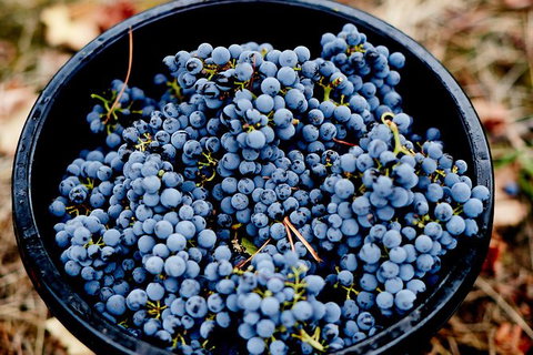 Melbourne City Tour And Half Day Yarra Valley In One Day - Attractions Melbourne 2