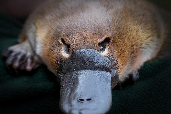 Meet a Platypus at Healesville Sanctuary Melbourne