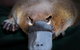 Meet A Platypus At Healesville Sanctuary - thumb 0