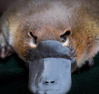 Meet a Platypus at Healesville Sanctuary