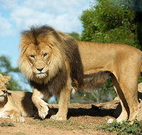 Werribee Open Range Zoo General Admission Ticket - Attractions Melbourne