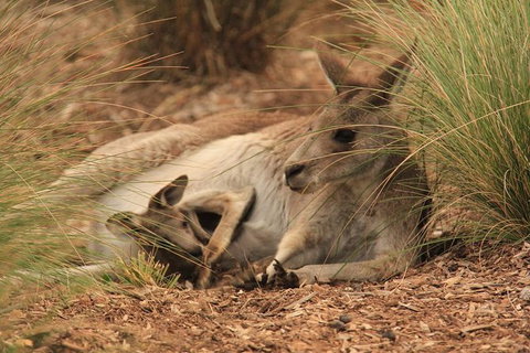 Werribee Open Range Zoo General Admission Ticket - Attractions Melbourne 7