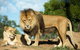 Werribee Open Range Zoo General Admission Ticket - thumb 4