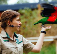 Puffing Billy Train Day Trip Including Healesville Sanctuary from Melbourne