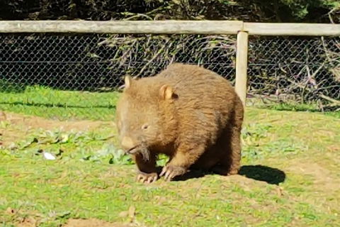 Pure Nature - Phillip Island, Penguins & Exclusive Wildlife Sanctuary Encounter - Attractions Melbourne 4