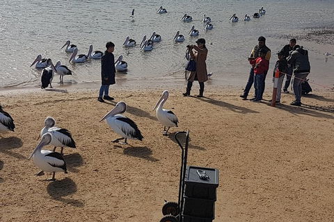 Pure Nature - Phillip Island, Penguins & Exclusive Wildlife Sanctuary Encounter - Attractions Melbourne 2